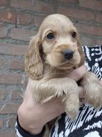 Huiskamer nest engelse cocker spaniel puppys pups, Dieren en Toebehoren, Rabiës (hondsdolheid), 8 tot 15 weken, Meerdere, Meerdere dieren