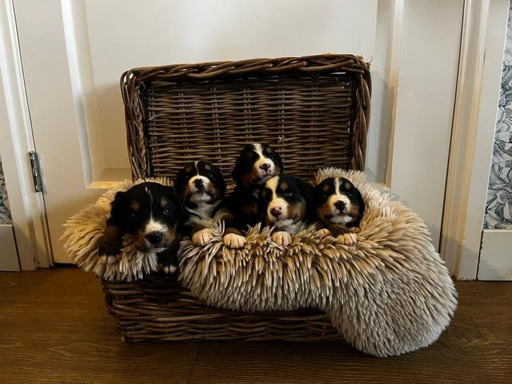 Berner sennen pups, Dieren en Toebehoren, Honden | Bulldogs, Pinschers en Molossers, Meerdere dieren, Sennenhond, Particulier