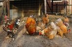 Broedeieren Brahma, Dieren en Toebehoren, Pluimvee, Geslacht onbekend, Kip