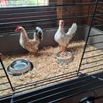 Serama 2 jonge haantjes, Dieren en Toebehoren, Pluimvee, Mannelijk, Kip