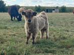 Schotse hooglanders stiertjes, Dieren en Toebehoren, Mannelijk, 0 tot 2 jaar
