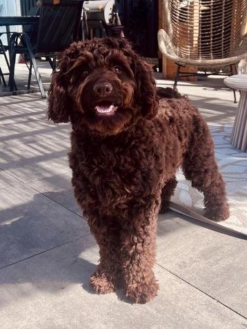 Australian labradoodle dekreu mini (40 cm)  beschikbaar voor biedingen