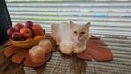 Pamuk, Dieren en Toebehoren, Kater