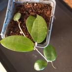 hoya verticillata black margin nr 3-15, Ophalen of Verzenden, Overige soorten, Minder dan 100 cm