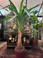 Grote yuca met megadikke stam —180cm