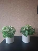 2 kleine kunstplantjes van Ikea, Ophalen of Verzenden