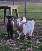 2 geitenbokjes te koop., Dieren en Toebehoren, Schapen, Geiten en Varkens, Mannelijk, Geit