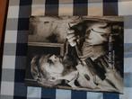 Gene eggen traditie is overleven kunstboek  1921 2000, Ophalen of Verzenden, Schilder- en Tekenkunst