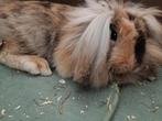Konijn, Dieren en Toebehoren, Mannelijk