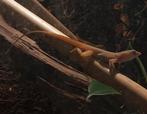 1.1 Anolis schwartzi koppel (Houten), Hagedis, 0 tot 2 jaar