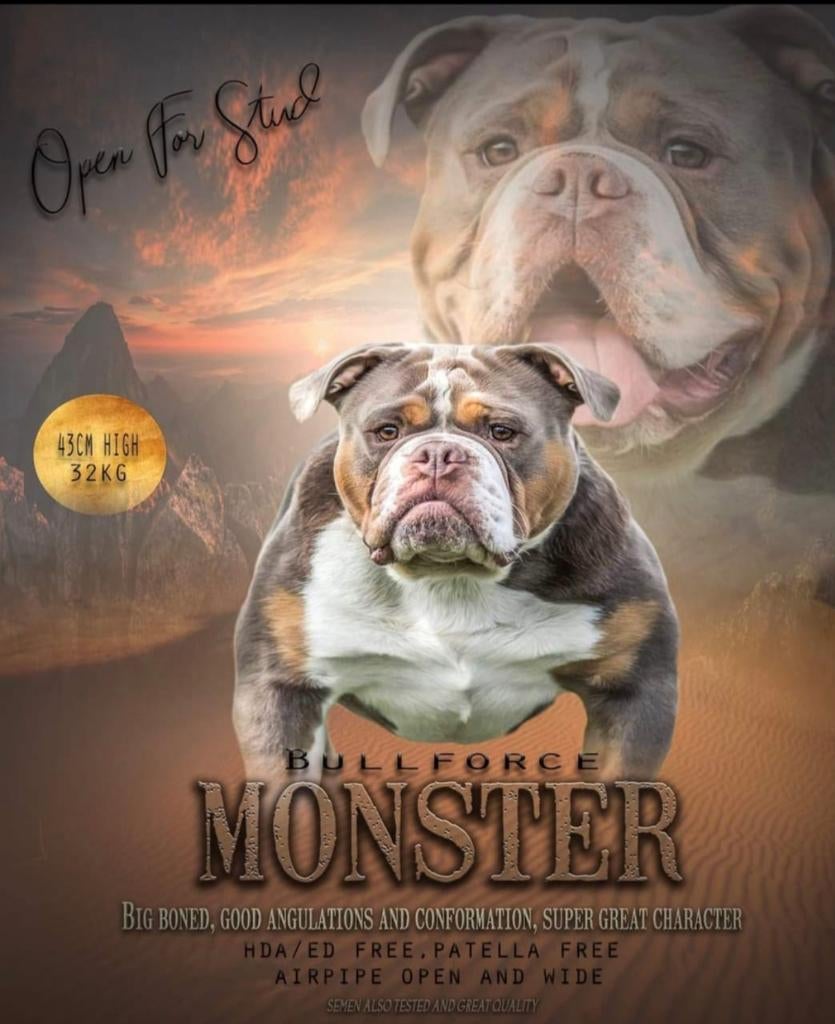 Old english bulldog dekreu, Dieren en Toebehoren, Honden | Bulldogs, Pinschers en Molossers, Reu, Bulldog, Fokker | Hobbymatig