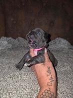 Franse bulldog pups  belgie, België, Particulier, Overige rassen, CDV (hondenziekte)