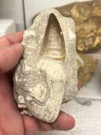 Gewortelde mosasaurus tand., Verzamelen, Mineralen en Fossielen, Ophalen of Verzenden, Fossiel