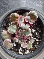 Saxifraga stolonifera tricolor, Huis en Inrichting, Kamerplanten, Minder dan 100 cm, Ophalen of Verzenden, Halfschaduw