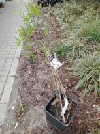 Rosa new dawn, Ophalen, Zomer, Overige soorten, Volle zon