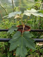 Rijstpapierplant tetrapanax, Tuin en Terras, Ophalen, Zomer, Volle zon