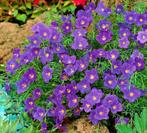 Nierembergia Hippomanica (Paarse bekerplant) zaden, Ophalen of Verzenden, Voorjaar, Volle zon, Zaad