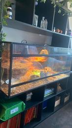 Reptielen terrarium + inrichting, Dieren en Toebehoren, Ophalen, Gebruikt, Terrarium of Paludarium