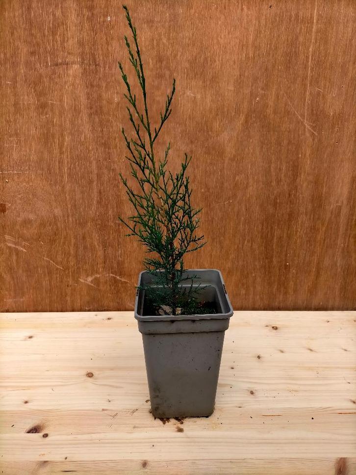 Cipres zaailing, Tuin en Terras, Planten | Bomen, Zuilboom, Minder dan 100 cm, Volle zon, In pot, Ophalen