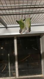 Aymara parkiet pop, nog 1 beschikbaar, Meerdere dieren, Parkiet, Geringd