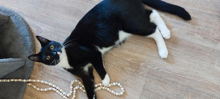 Twee lieve broertjes zoeken een nieuwe huisje voor hun samen, Dieren en Toebehoren, Katten en Kittens | Overige Katten, Kater