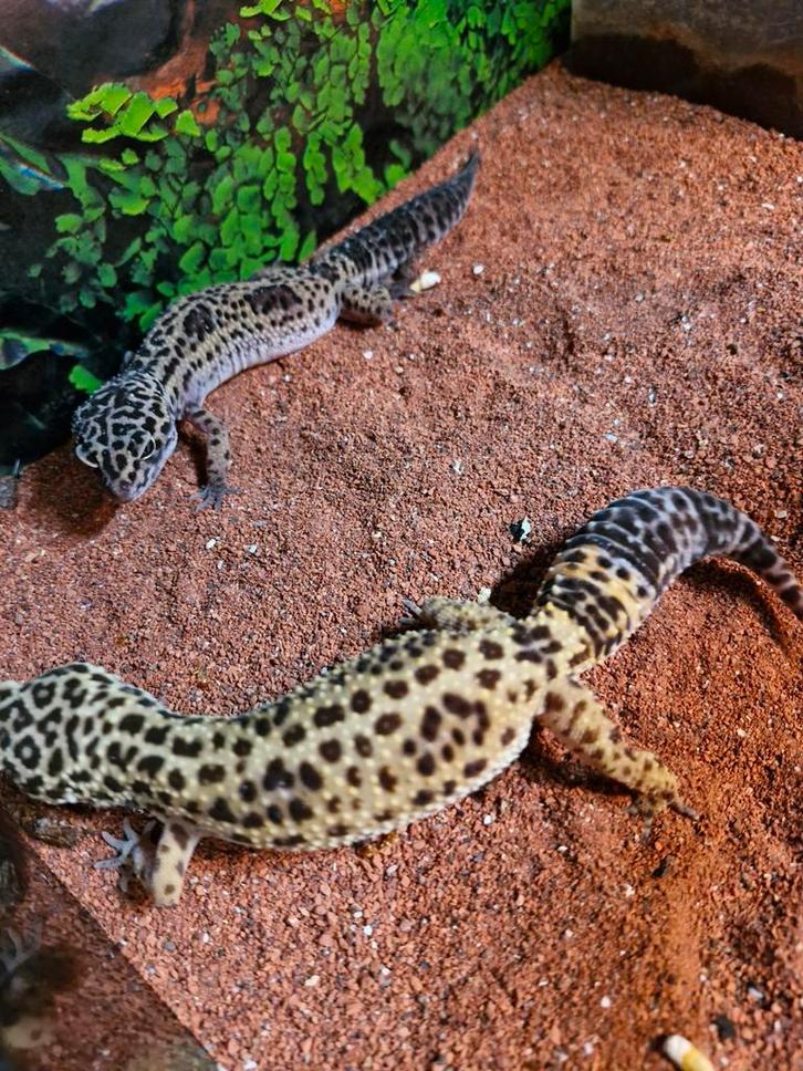2 luipaardgekko's vrouwen