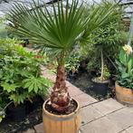 Wijnvaten beplant met mooie olijfbomen en palmen, Tuin en Terras, Planten | Tuinplanten, Ophalen of Verzenden, Vaste plant