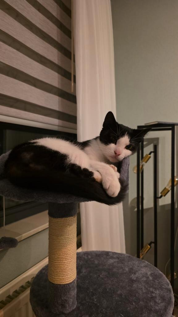 Lieve poes, Dieren en Toebehoren, Katten en Kittens | Overige Katten, Poes