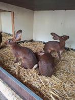 Belgische Haas konijnen, Dieren en Toebehoren, Konijnen, Mannelijk