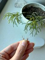 Minimalistic silver designer earrings, Met kristal, Wit, Ophalen of Verzenden, Zo goed als nieuw