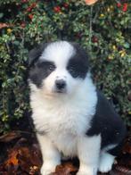 Pachtige australische herder pups hier geboren, Dieren en Toebehoren, Honden | Herdershonden en Veedrijvers, Nederland, CDV (hondenziekte)