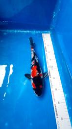 Japanesekoi met vaderdag 20% korting, Karper of Koi