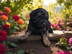 Toypoedel x dwergpoedel puppy's, Poedel, Rabiës (hondsdolheid), 8 tot 15 weken, Meerdere