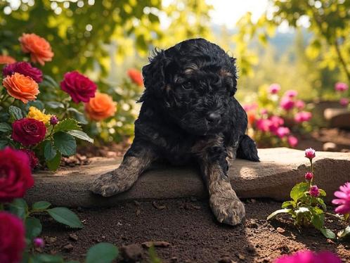 Toypoedel x dwergpoedel puppy's, Dieren en Toebehoren, Honden | Chihuahua's en Gezelschapshonden, Meerdere dieren, Poedel, Particulier