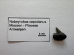 Notorynchus cepedianus (15), Verzamelen, Mineralen en Fossielen, Ophalen of Verzenden, Fossiel