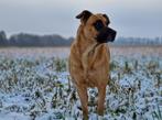 Kruising Hollands herder en Boerboel, Dieren en Toebehoren, Honden | Niet-rashonden, Rabiës (hondsdolheid), Teef, Eén hond, 3 tot 5 jaar