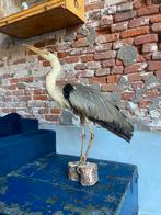 Opgezette reiger met zelgelring taxidermie, Verzamelen, Ophalen of Verzenden, Zo goed als nieuw, Vogel, Opgezet dier