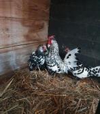 Hollands hoen zwart wit geloverd, Dieren en Toebehoren, Pluimvee, Meerdere dieren, Kip