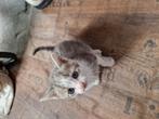 Nestje van 5 kittens, Dieren en Toebehoren, Katten en Kittens | Raskatten | Korthaar, Meerdere dieren, 0 tot 2 jaar