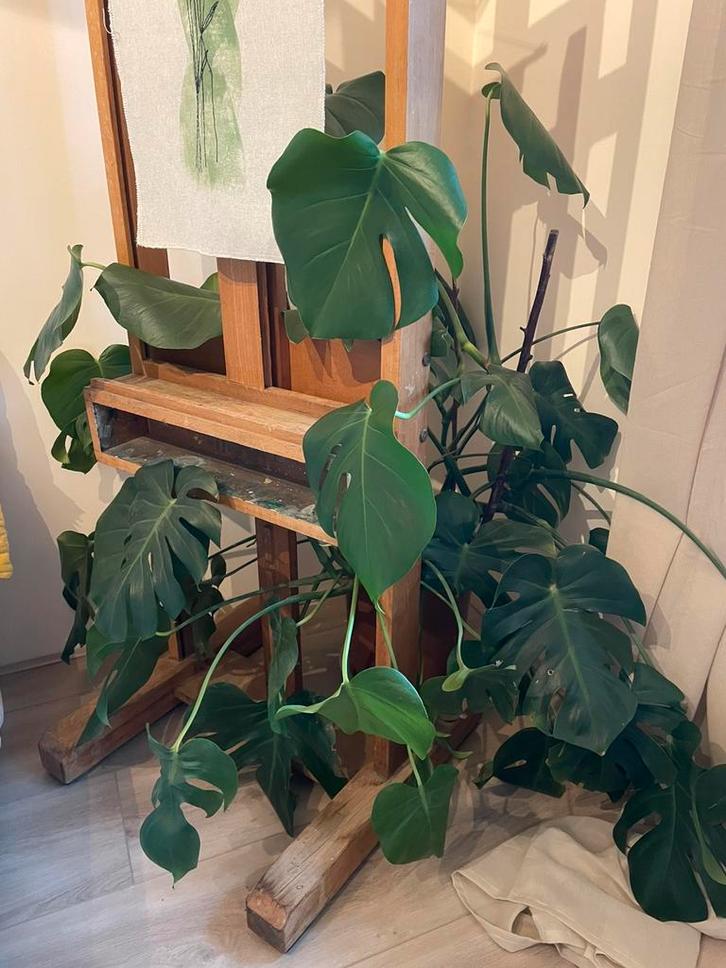 Mooie, gezonde en grote monstera, Huis en Inrichting, Kamerplanten, Minder dan 100 cm, Halfschaduw, In pot, Ophalen