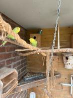 Hele jonge Grasparkieten, Dieren en Toebehoren, Vogels | Parkieten en Papegaaien, Meerdere dieren, Parkiet, Tam