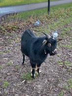 Dwerggeit bok cl en cae vrij, Dieren en Toebehoren, Schapen, Geiten en Varkens, Mannelijk, Geit