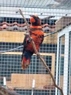 Witrug lori, Dieren en Toebehoren, Vogels | Parkieten en Papegaaien, Mannelijk, Papegaai, Geringd