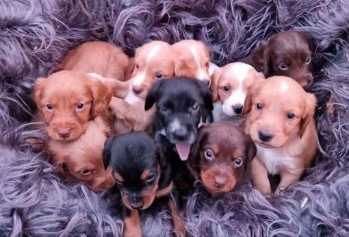 Goudkleurige Cocker Kruising Pups, laatste 2, Dieren en Toebehoren, Honden | Niet-rashonden, Middel, Meerdere dieren, Fokker | Professioneel