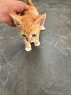 Kittens zoeken nieuw baasje, Dieren en Toebehoren, Katten en Kittens | Overige Katten