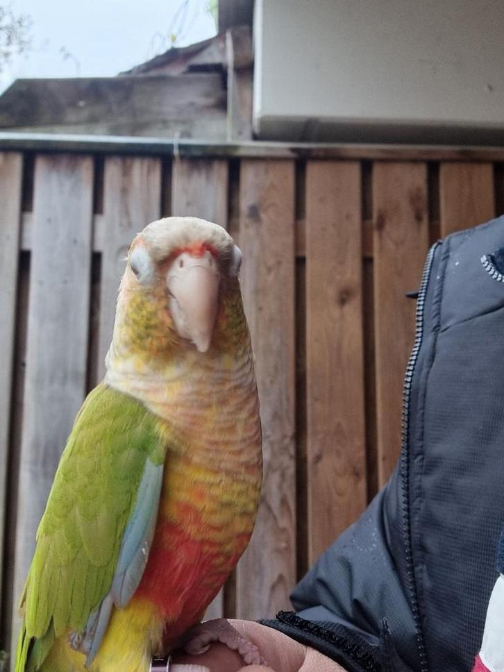 2vogels en een kooi gratie, Dieren en Toebehoren, Vogels | Parkieten en Papegaaien, Papegaai, Meerdere dieren, Tam, Geringd