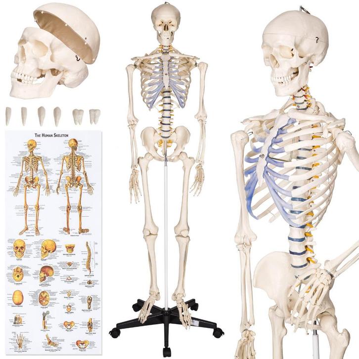 Professioneel Levensgroot Menselijk Anatomiemodel Skelet!!!, Sport en Fitness, Massageproducten, Nieuw, Ophalen of Verzenden