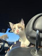 Siamese kittenmix, Dieren en Toebehoren, Katten en Kittens | Overige Katten, Poes, Kortharig, 0 tot 2 jaar