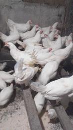 Dekalb White, leghennen legkippen, Dieren en Toebehoren, Vrouwelijk, Kip