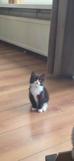Maincoon kittens /main coon  poesjes, Dieren en Toebehoren, Katten en Kittens | Raskatten | Langhaar, Poes, Ontwormd, 0 tot 2 jaar